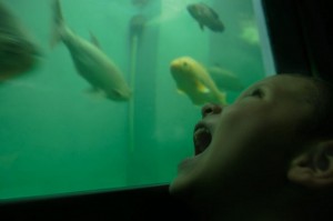 Consota - Granja de Noe   